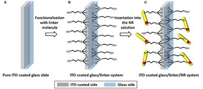 Photoluminescence Lifetime Based Investigations of Linker Mediated Electronic Connectivity Between Substrate and Nanoparticle